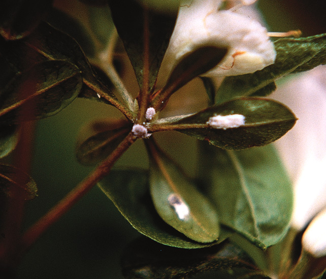 Crawlers at base of leaves and
female at bottom laying eggs.