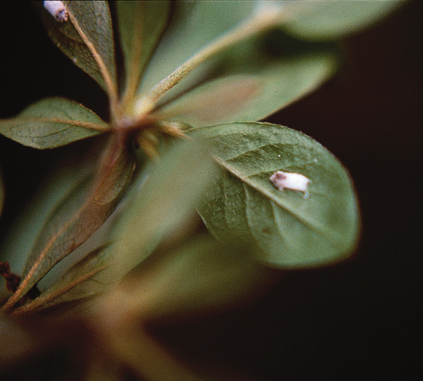 Female at end of egg sac.