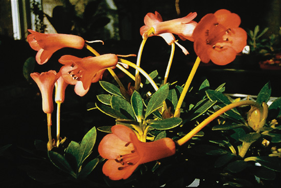 [('Tropic Glow' x R. saxifragoides) x R. saxifragoides]