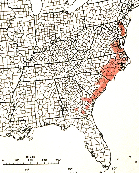 R. atlanticum distribution