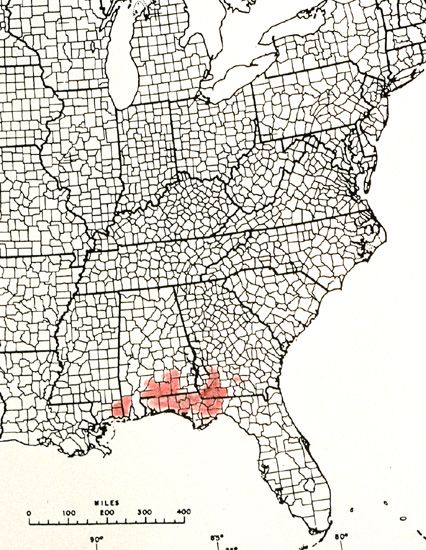 R. austrinum distribution