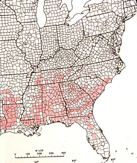 R. canescens distribution