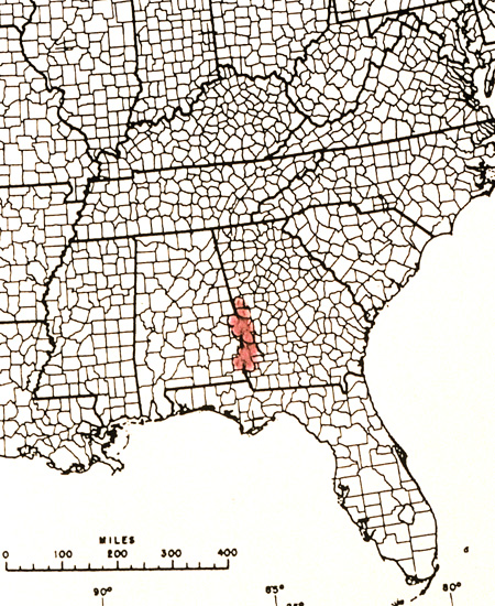 R. prunifolium distribution