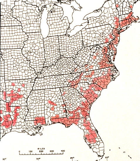 R. viscosum distribution