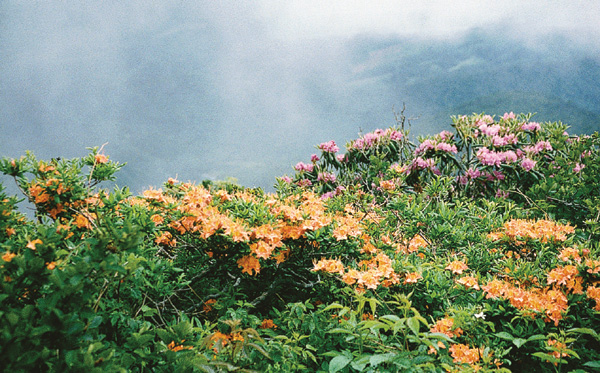 R. catawbiense and R. calendulaceum on Roan Mountain.