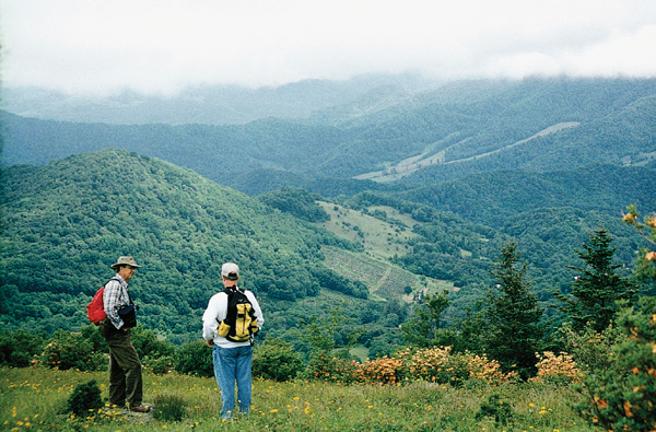 R. calendulaceum at Engine Gap on Roan Mountain