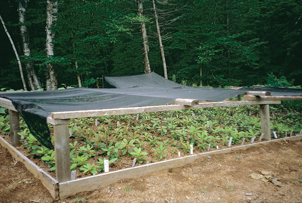 Seedlings planted out at the Wilgenhof garden