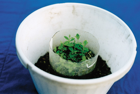 Seedlings grown with the use of hormone paste.