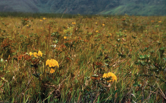 R. laetum in a swamp near Iray,
Arfak Mountains.