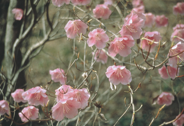 Rhododendron pentaphyllum