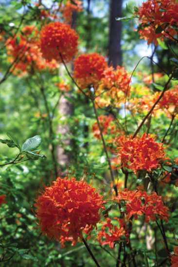 R. flammeum, Oconee azalea, late spring.