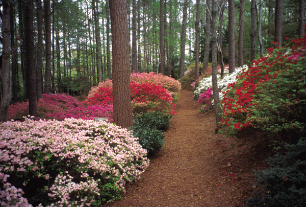 Overlook Gardens collection of Kurume and
Chisolm-Merritt hybrids.