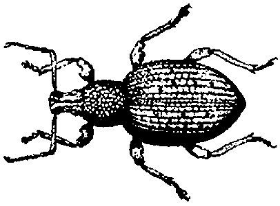 Root Weevil