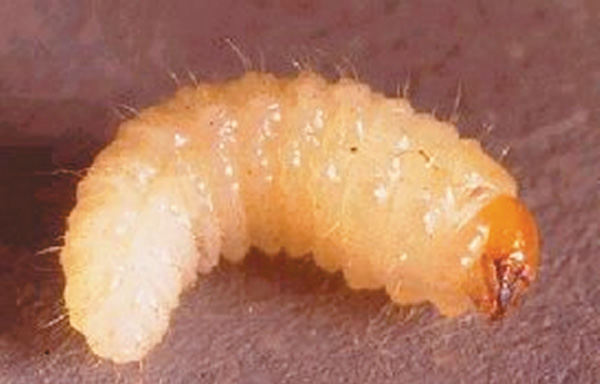 Fig 2: Larva stage of the root weevil.