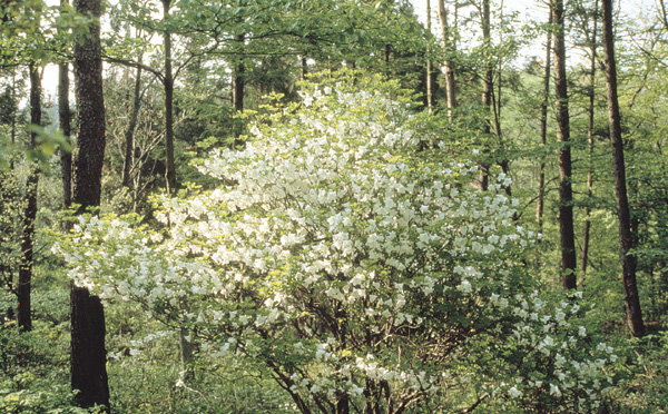 Rhododendron quinquefolium