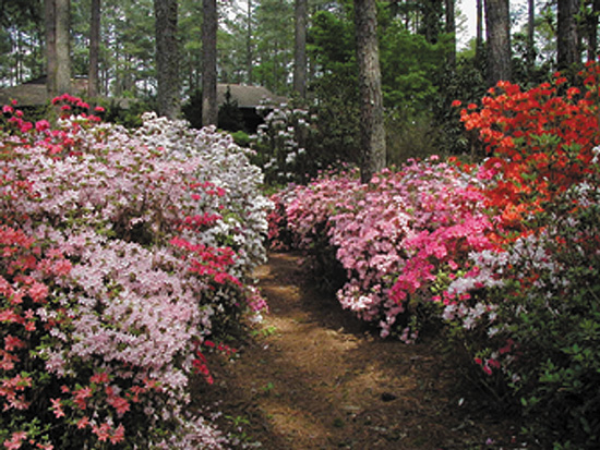 Kurume azaleas in the Coleman garden.