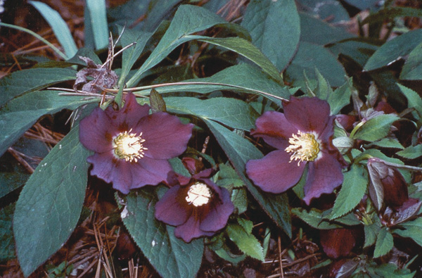 Hellebore