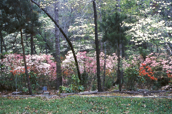 Tom Corley's garden