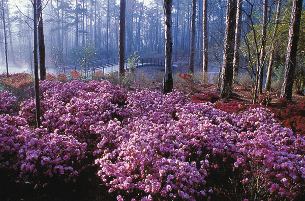 Early azaleas in Callaway Gardens.