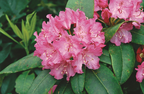 R. macrophyllum with red truss