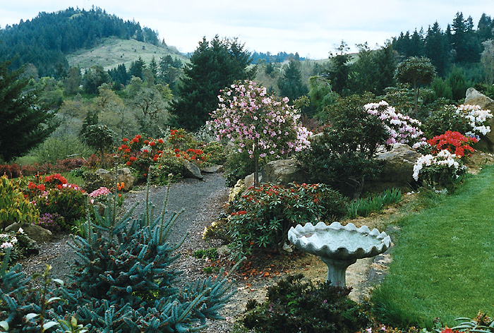 Upper terrace with standard
R. williamsianum.