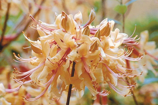 R. austrinum, an open pollinated seedling