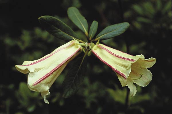 Rhododendron dalhousiae var. rhabdotum