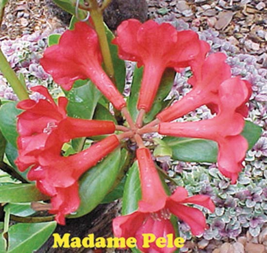 R. 'Madame Pele'