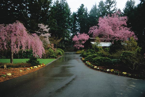 Driveway at the Weesjes' garden.