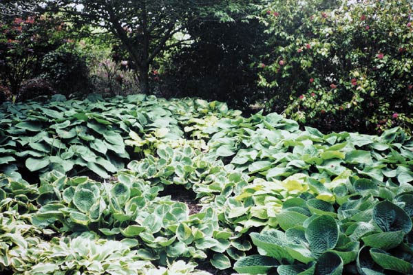 The hostas grow to magnificent
clumps.