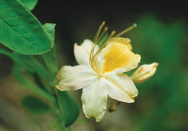 R. calendulaceum, white with gold blotch