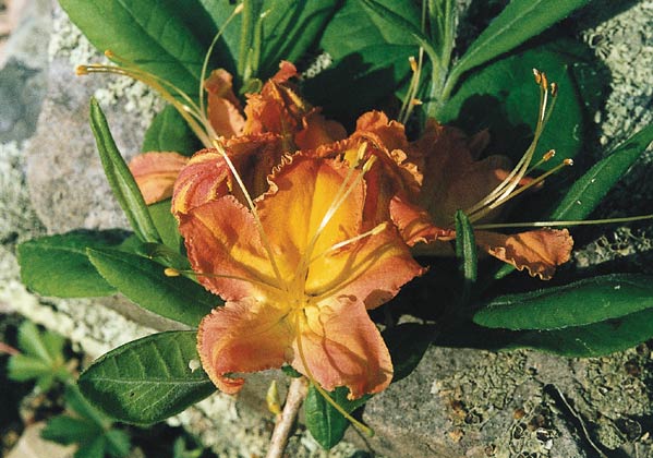 R. calendulaceum with frilled margins, white-yellow