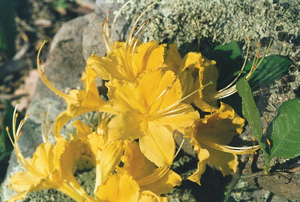 R. calendulaceum, yellow, yellow-gold blotch over
entire upper lobe.