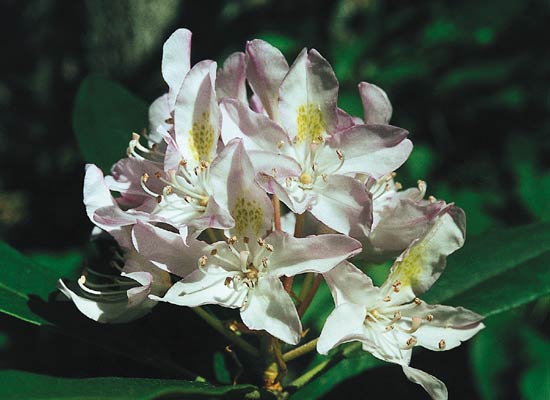 R. maximum with wavy, narrow, pointed,
very elongated corolla lobes.