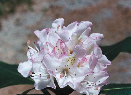 R. maximum with 4.3 cm wide corollas,
broad stigmas, purple edged lobe margins.