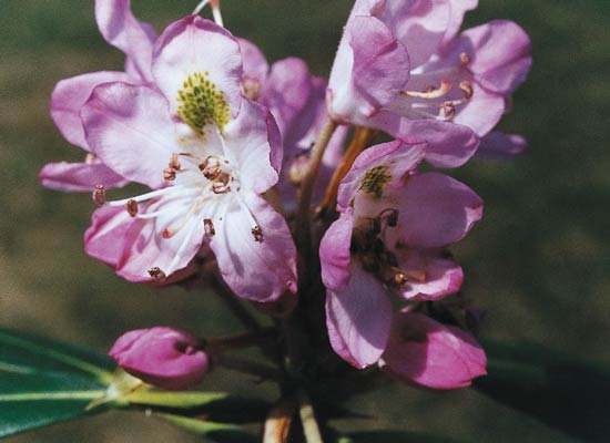 R. maximum var. purpureum corollas with
purple lobe margins.