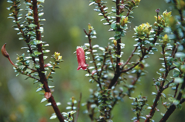 R. pusillum (?)