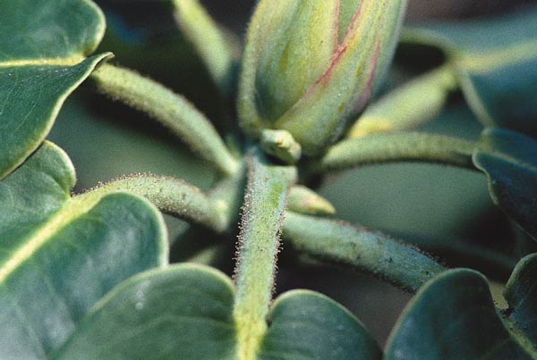 Rhododendron auriculatum leaves