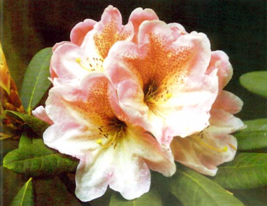 R. 'Horizon Atoc'