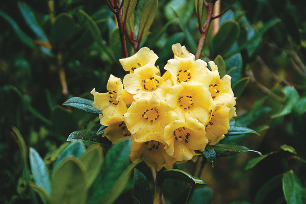 Unknown species rhododendron