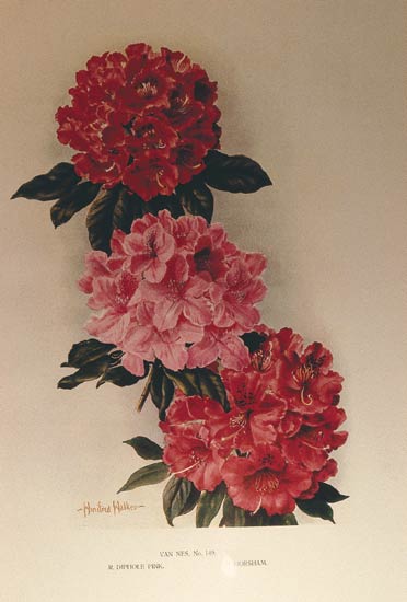 Van Nes No. 149, R. 'Diphole Pink', 'Horsham'