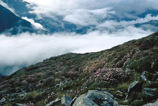 Treeline rhododendrons, Milke Danda
ridge, Nepal.