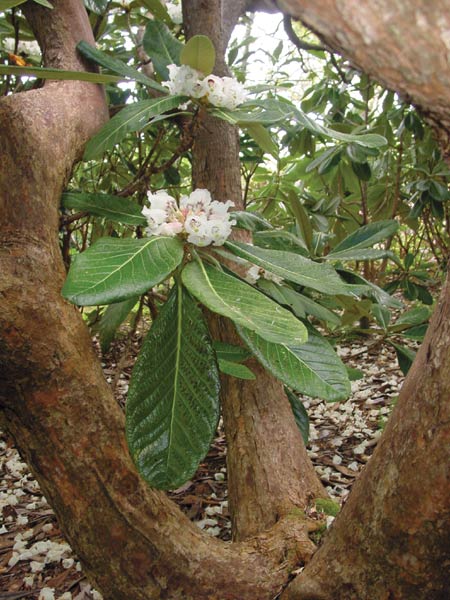 Rhododendron sinogrande