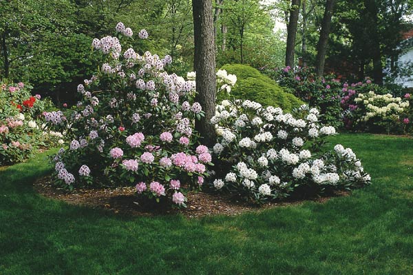 Fig. 3. 'Calsap' and 'Tiana' growing side by side
in the author's garden.