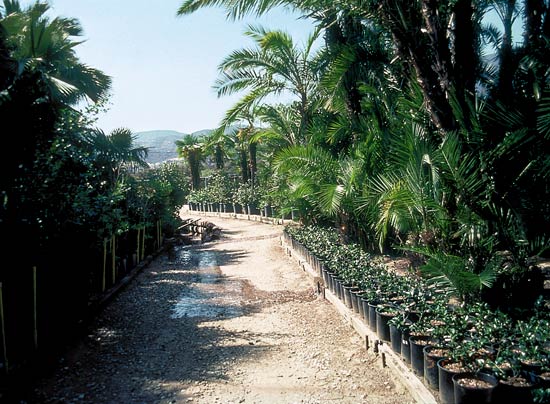 Nuccio's Nurseries, Altadena, California