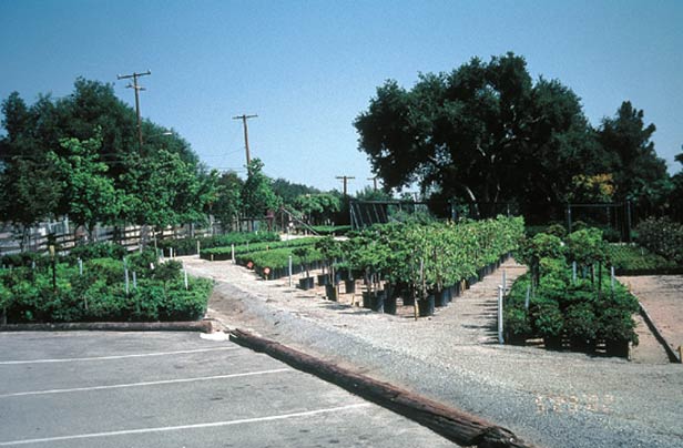 Nuccio's Nurseries, east entrance