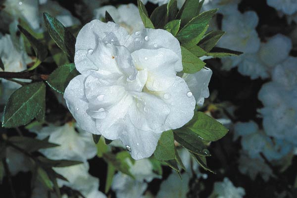 R. 'Hardy Gardenia'*