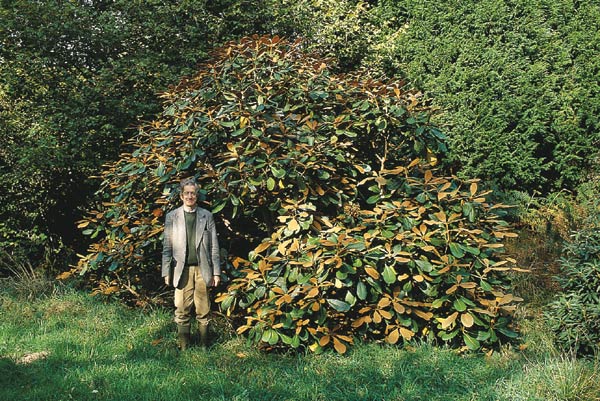 Peter Cox and R. falconeri ssp. eximium
at Baravalla, Scotland