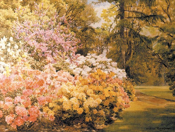 Azaleas by Beatrice Parsons