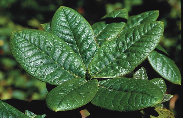 Rhododendron erosum